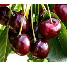 Вишня домашня Чудо-вишня / Чере-вишня (середня) | Prunus cerasus Cherry Miracle| Вишня домашняя Чудо-вишня / Чере-вишня (средняя)