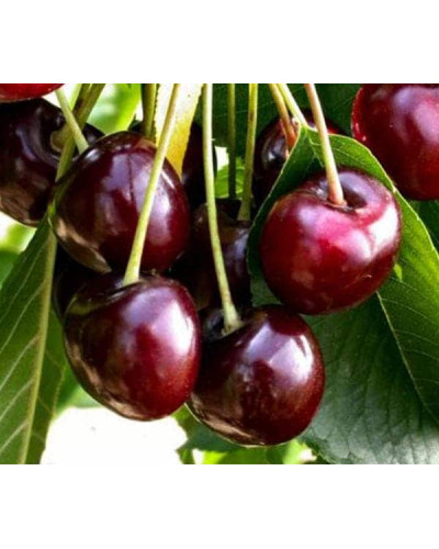 Вишня домашня Чудо-вишня / Чере-вишня (середня) | Prunus cerasus Cherry Miracle| Вишня домашняя Чудо-вишня / Чере-вишня (средняя)
