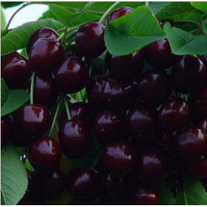 Вишня домашня Чудо-вишня / Чере-вишня (середня) | Prunus cerasus Cherry Miracle| Вишня домашняя Чудо-вишня / Чере-вишня (средняя)