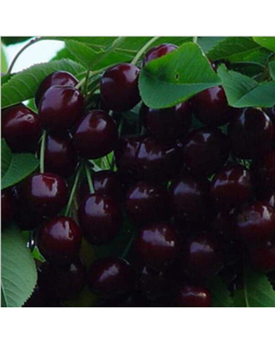 Вишня домашня Чудо-вишня / Чере-вишня (середня) | Prunus cerasus Cherry Miracle| Вишня домашняя Чудо-вишня / Чере-вишня (средняя)