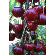 Вишня домашня Чорнокорка (середня) |  Prunus cerasus Chernokorka |Вишня домашняя Чернокорка (средняя)