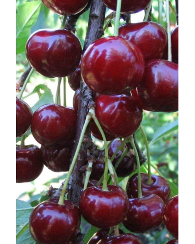Вишня домашня Чорнокорка (середня) | Prunus cerasus Chernokorka |Вишня домашняя Чернокорка (средняя)