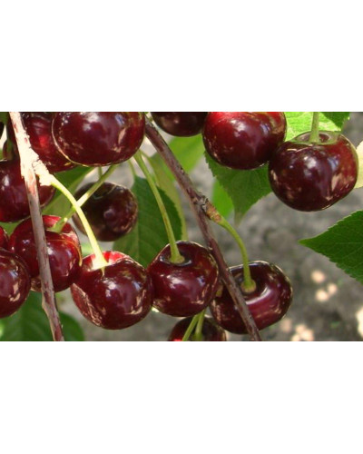 Вишня домашня Чорнокорка (середня) | Prunus cerasus Chernokorka |Вишня домашняя Чернокорка (средняя)