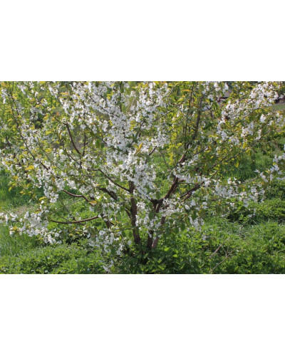 Вишня домашня Чорнокорка (середня) | Prunus cerasus Chernokorka |Вишня домашняя Чернокорка (средняя)