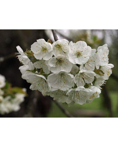 Вишня домашня Чорнокорка (середня) | Prunus cerasus Chernokorka |Вишня домашняя Чернокорка (средняя)