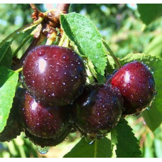 Вишня домашня Чорнокорка (середня) |  Prunus cerasus Chernokorka |Вишня домашняя Чернокорка (средняя)