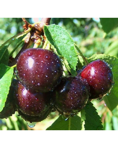 Вишня домашня Чорнокорка (середня) | Prunus cerasus Chernokorka |Вишня домашняя Чернокорка (средняя)
