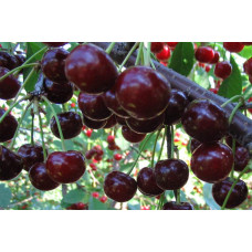 Вишня домашня Чорнокорка (середня) |  Prunus cerasus Chernokorka |Вишня домашняя Чернокорка (средняя)