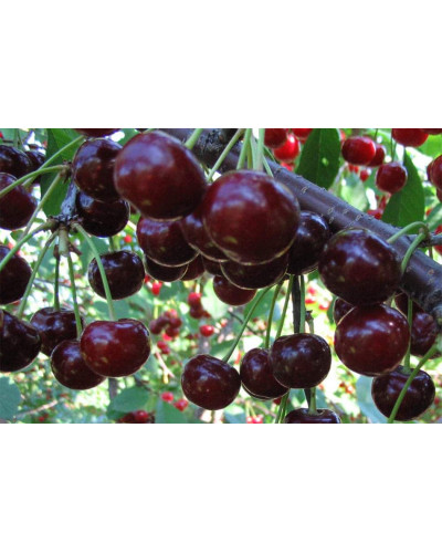 Вишня домашня Чорнокорка (середня) | Prunus cerasus Chernokorka |Вишня домашняя Чернокорка (средняя)