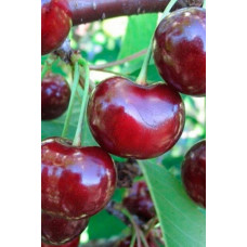 Вишня домашня Зустріч | Prunus cerasus Zustrich | Вишня домашняя Встреча
