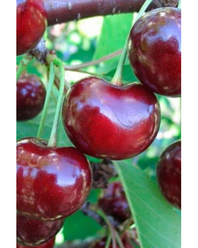 Вишня домашня Зустріч | Prunus cerasus Zustrich | Вишня домашняя Встреча