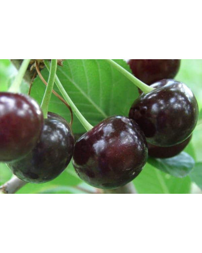 Вишня домашня Зустріч | Prunus cerasus Zustrich | Вишня домашняя Встреча