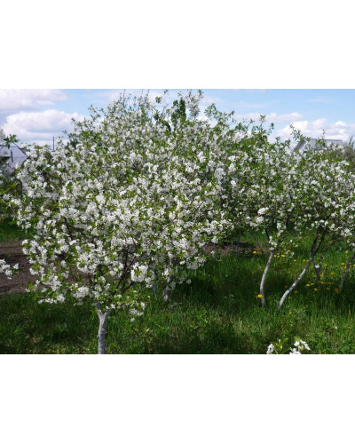 Вишня домашня Зустріч | Prunus cerasus Zustrich | Вишня домашняя Встреча