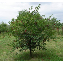 Вишня домашня Зустріч | Prunus cerasus Zustrich | Вишня домашняя Встреча