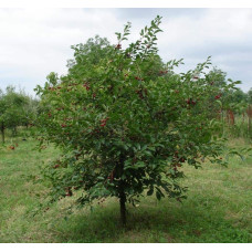 Вишня домашня Зустріч | Prunus cerasus Zustrich | Вишня домашняя Встреча