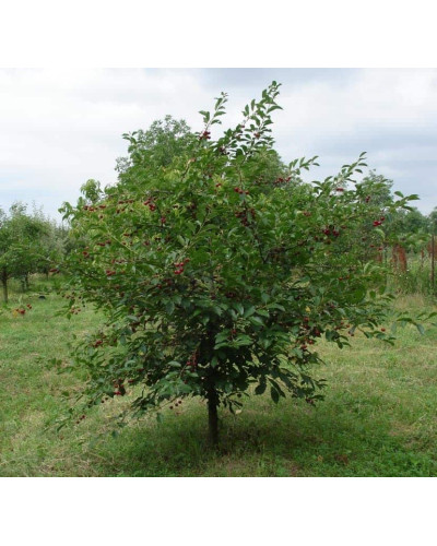 Вишня домашня Зустріч | Prunus cerasus Zustrich | Вишня домашняя Встреча