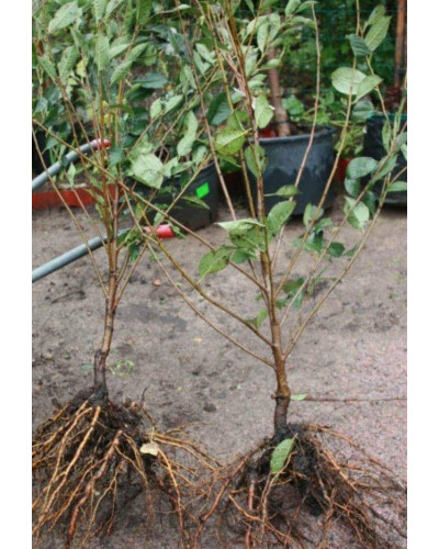 Вишня домашня Зустріч | Prunus cerasus Zustrich | Вишня домашняя Встреча
