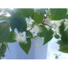 Вишня домашня Зустріч | Prunus cerasus Zustrich | Вишня домашняя Встреча