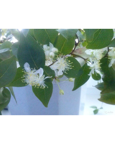 Вишня домашня Зустріч | Prunus cerasus Zustrich | Вишня домашняя Встреча