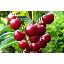 Вишня домашня Зустріч | Prunus cerasus Zustrich | Вишня домашняя Встреча