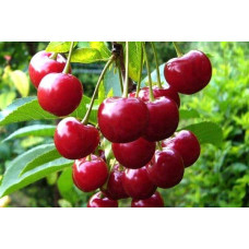 Вишня домашня Зустріч | Prunus cerasus Zustrich | Вишня домашняя Встреча