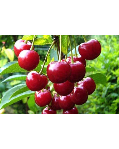 Вишня домашня Зустріч | Prunus cerasus Zustrich | Вишня домашняя Встреча