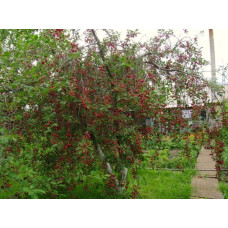 Вишня домашня Зустріч | Prunus cerasus Zustrich | Вишня домашняя Встреча