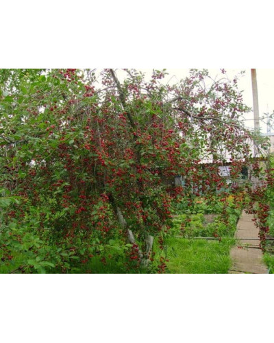 Вишня домашня Зустріч | Prunus cerasus Zustrich | Вишня домашняя Встреча