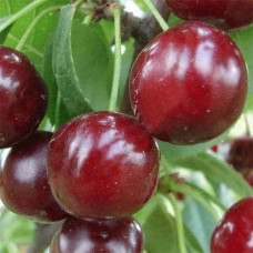 Вишня домашня Зустріч | Prunus cerasus Zustrich | Вишня домашняя Встреча