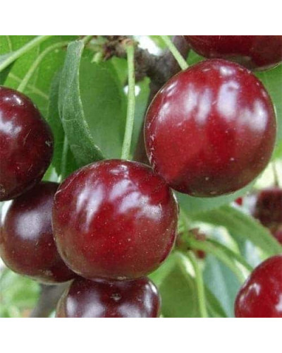 Вишня домашня Зустріч | Prunus cerasus Zustrich | Вишня домашняя Встреча