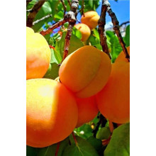 Абрикос Київський Ранній | Абрикос Киевский Ранний | Prunus armeniaca Kiev Еarly