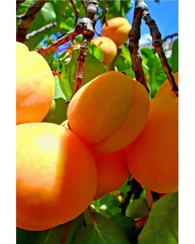 Абрикос Київський Ранній | Абрикос Киевский Ранний | Prunus armeniaca Kiev Еarly