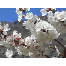 Абрикос Київський Ранній | Абрикос Киевский Ранний | Prunus armeniaca Kiev Еarly