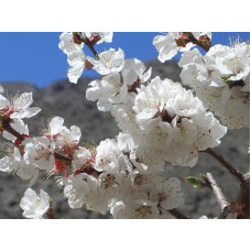 Абрикос Київський Ранній | Абрикос Киевский Ранний | Prunus armeniaca Kiev Еarly