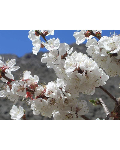Абрикос Київський Ранній | Абрикос Киевский Ранний | Prunus armeniaca Kiev Еarly