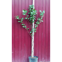 Абрикос Київський Ранній | Абрикос Киевский Ранний | Prunus armeniaca Kiev Еarly