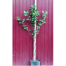 Абрикос Київський Ранній | Абрикос Киевский Ранний | Prunus armeniaca Kiev Еarly