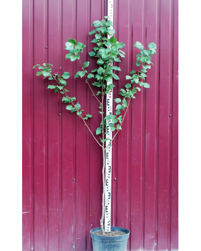 Абрикос Київський Ранній | Абрикос Киевский Ранний | Prunus armeniaca Kiev Еarly