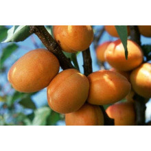 Абрикос Київський Ранній | Абрикос Киевский Ранний | Prunus armeniaca Kiev Еarly