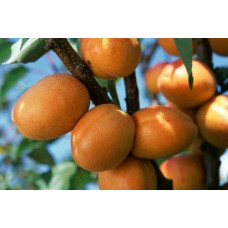 Абрикос Київський Ранній | Абрикос Киевский Ранний | Prunus armeniaca Kiev Еarly