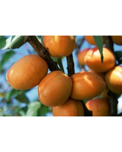 Абрикос Київський Ранній | Абрикос Киевский Ранний | Prunus armeniaca Kiev Еarly