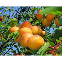 Абрикос Київський Ранній | Абрикос Киевский Ранний | Prunus armeniaca Kiev Еarly