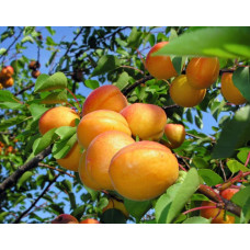 Абрикос Київський Ранній | Абрикос Киевский Ранний | Prunus armeniaca Kiev Еarly