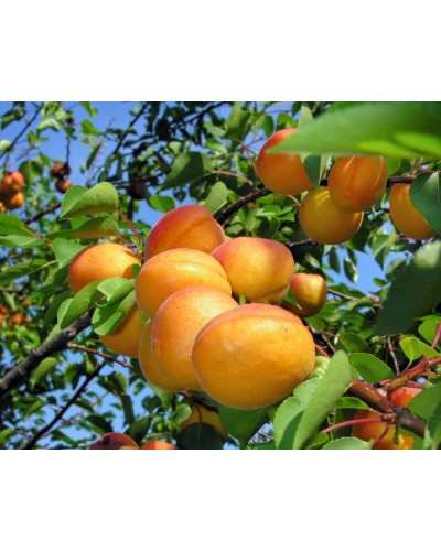 Абрикос Київський Ранній | Абрикос Киевский Ранний | Prunus armeniaca Kiev Еarly