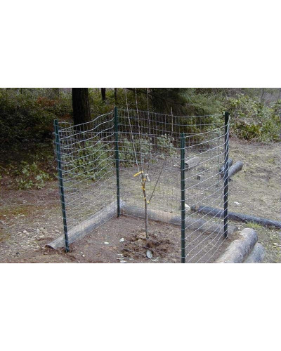 Абрикос Київський Ранній | Абрикос Киевский Ранний | Prunus armeniaca Kiev Еarly