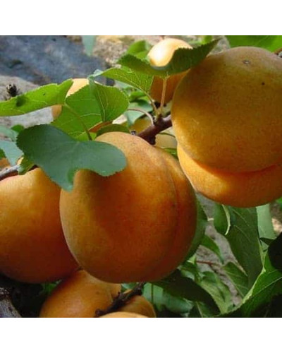 Абрикос Київський Ранній | Абрикос Киевский Ранний | Prunus armeniaca Kiev Еarly