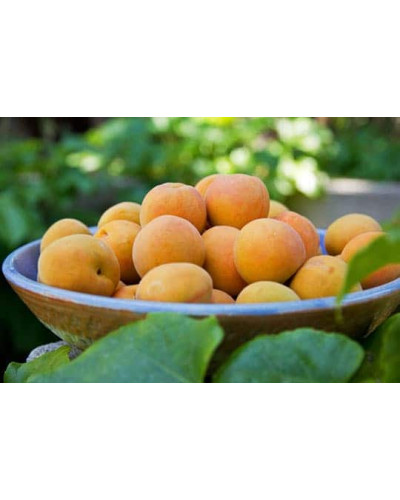 Абрикос Київський Ранній | Абрикос Киевский Ранний | Prunus armeniaca Kiev Еarly