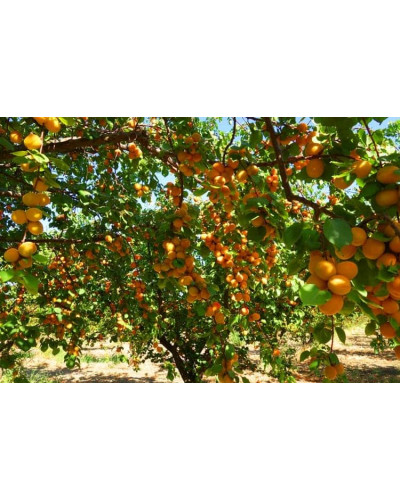 Абрикос Київський Ранній | Абрикос Киевский Ранний | Prunus armeniaca Kiev Еarly