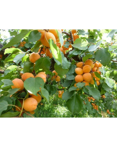 Абрикос Київський Ранній | Абрикос Киевский Ранний | Prunus armeniaca Kiev Еarly