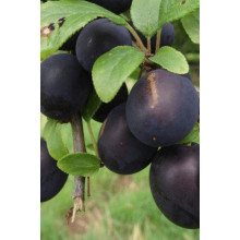 Абрикос Чорний Принц | Абрикос Чёрный Принц | Prunus armeniaca Nigrum Prince